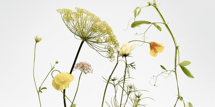 Flora Danica Parfums