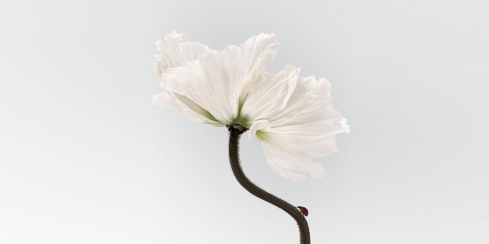 Flora Danica Parfums